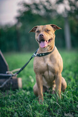Portrait of a formidable pit bull terrier on a summer meadow in the grass, close-up.