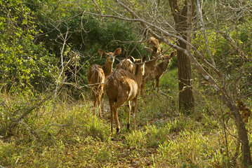Female nyala antelope with juveniles, Tembe National Elephant Park, Kwazulu-Natal, South Africa