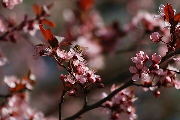 Kwitnące drzewo. Spring tree © Monika