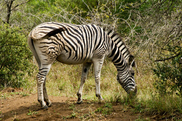 Fototapeta na wymiar Burchell's zebra grazing, Hluhluwe Game Reserve, Kwazulu-Natal, South Africa