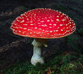 Fly Agaric