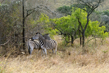 Burchell's zebras grooming, Hluhluwe Game Reserve, Kwazulu-Natal, South Africa