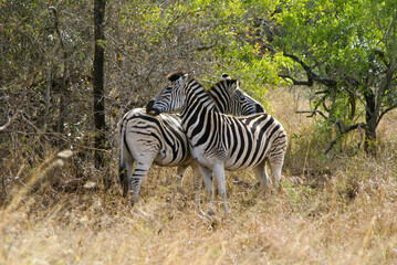 Fototapeta na wymiar Burchell's zebras grooming, Hluhluwe Game Reserve, Kwazulu-Natal, South Africa