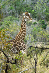 Southern giraffe, Hluhluwe Game Reserve, Kwazulu-Natal, South Africa
