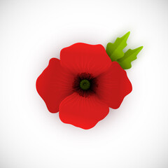 Red poppy on white