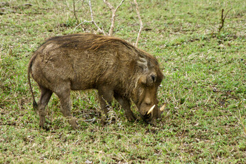 Male warthog grazing, Hluhluwe Game Reserve, Kwazulu-Natal, South Africa