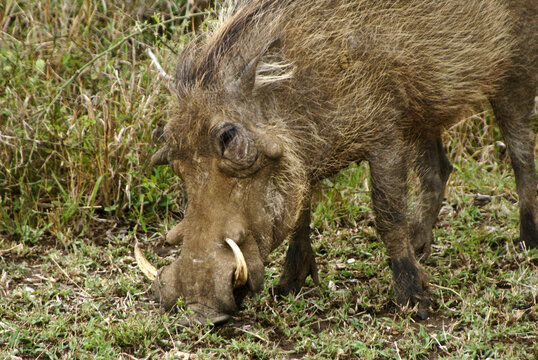 Somali Warthog Images – Browse 614 Stock Photos, Vectors, and Video | Adobe  Stock