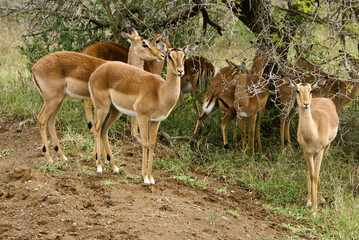 Naklejka na ściany i meble Female impalas sheltering from rain, Hluhluwe Game Reserve, Kwazulu-Natal, South Africa