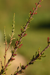 branche de tamaris au printemps