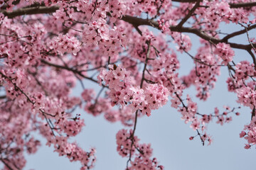 Blossoming cherry plum pink flowers