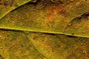 buntes, welkes blatt
