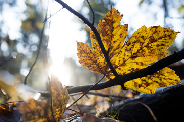 Herbstlaub im Wald im Gegenlicht


