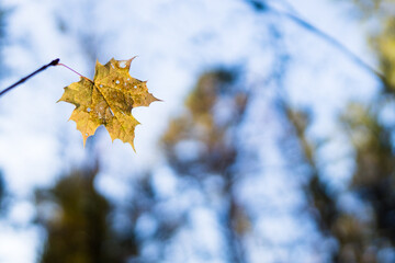 Herbstlaub im Wald im Gegenlicht

