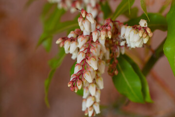 pieris japonica moutain fire