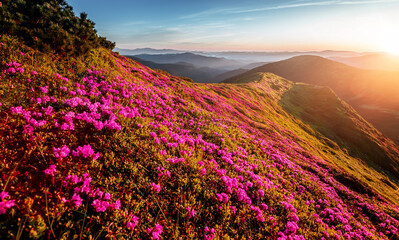 Plakat Wonderful morning alpine scenery Beautiful view on purple flowers rhododendron on summer highlands, Landscape of wild area, Amazing nature scenery. Carpathian mountains. small depth of field
