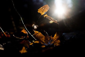 Herbstlaub im Wald im Gegenlicht

