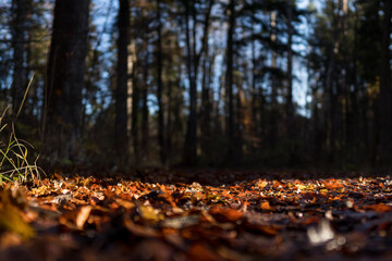 Herbstlaub im Wald im Gegenlicht

