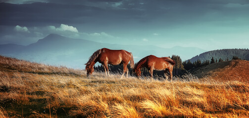 Awesome alpine highlands in sunny day. landscape with wild horses on mountain pasture. Scenic morning panorama of the mountains in summer. Amazing nature scenery. Carpathian mountains. Ukraine