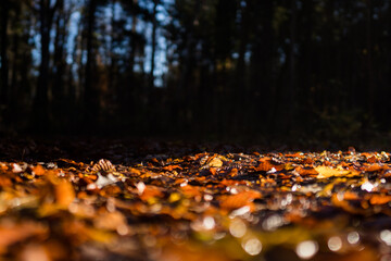 Herbstlaub im Wald im Gegenlicht

