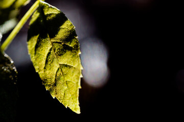 Herbstlaub im Wald im Gegenlicht

