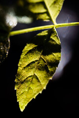 Herbstlaub im Wald im Gegenlicht

