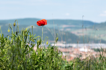 Obraz premium Coquelicot isolé sur tas de terre au dessus d'une vallée