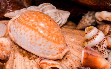 Background of sea shells