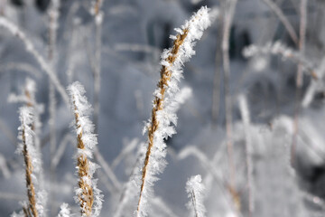 Grasses with ice crystals