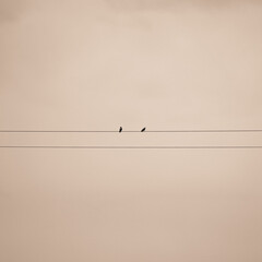 Two birds sitting on a power line cable. Perfect photo for quotes.