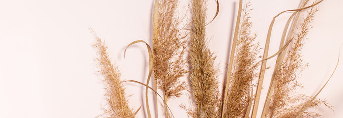 Minimal floral holiday composition. Pampas grass dried flowers on pink background. Banner.