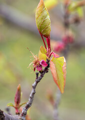 apricot leaves
