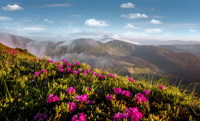 Naklejka na ściany i meble Scenic image of mountain landscape at summer time. Wonderful nature scenery with mountains, perfect blue sky and fresh pink rhododendron flowers on foreground. Amazing nature lanscape background,