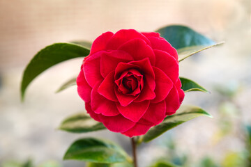 single red Camellia flower  and green foliage