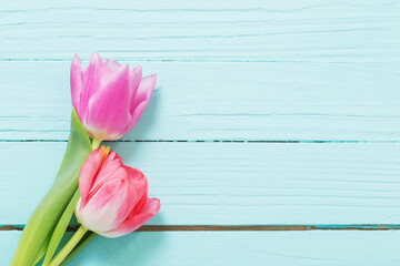 Obraz na płótnie Canvas pink and white tulips on blue wooden background