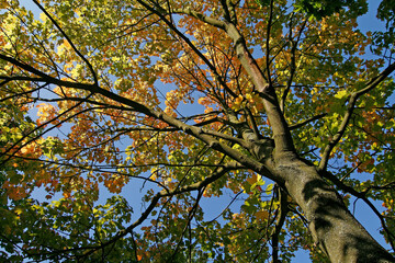 Acer platanoides, Spitz-Ahorn im Herbst (Norway Maple)