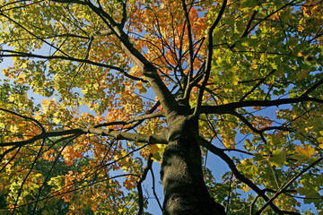 Acer platanoides, Spitz-Ahorn im Herbst (Norway Maple)