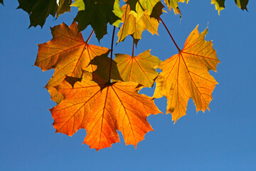 Fototapeta na wymiar Acer platanoides, Spitz-Ahorn im Herbst (Norway Maple)