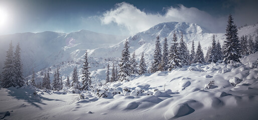 Scenic image in mountains at morning light. Wonderful nature scenery in winter. Amazing wintry landscape with snowcowered pine trees and mountains on background. Stunning natural sesonal background.