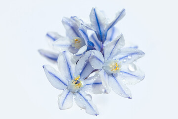 Fototapeta na wymiar Blue spring flowers Puschkinia scilloides with water droplets on a white background