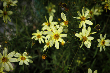 Garden bed background of cream and yellow tickseed flowers