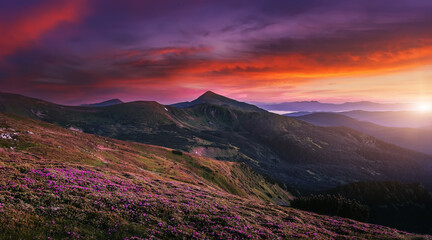 Fototapeta na wymiar Mountains under mist during sunset. Scenic image of fairy-tale Landscape with Pink rhododendron flowers and colorful sky under sunlit, over the Majestic Rocky Peacks. Picture of wild area