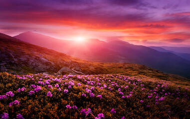 Fototapeta na wymiar Breathtaking nature scenery during sunset. Scenic image of fairy-tale highland in sunlit. Incredible foggy morning in mountains with amazing pink rhododenndron flovers. Picture of wild area. postcard