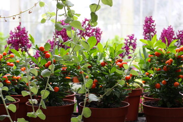 flowers in pots