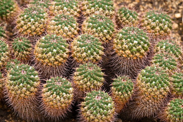 Fototapeta premium Pressed wart cactus
