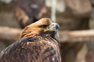 Portrait of an alert golden eagle sitting on the ground. Natural close-up of a bird of prey. Vulture or hawk.