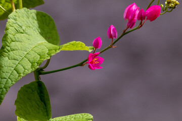 FLORES DE TREPADEIRA CHAMADA Amor-agarradinho. ESPAÇOS LIVRE NO FUNDO. Antigonon leptopus