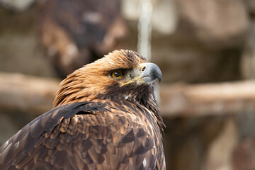 Portrait of an alert golden eagle sitting on the ground. Natural close-up of a bird of prey....