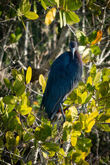 little blue heeron