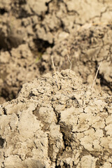 Background suitable for drought images of clods of earth and dry earth with cracks, macro photography of detail of cracks on the earth formed by the sun drying the earth, no water.