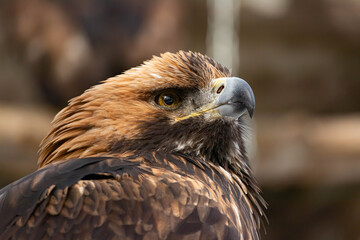 Portrait of an alert golden eagle sitting on the ground. Natural close-up of a bird of prey. Vulture or hawk.